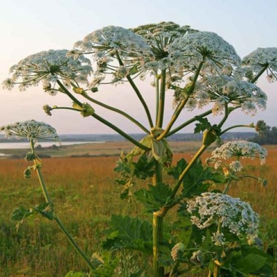 Invasive arter – helt naturligt?