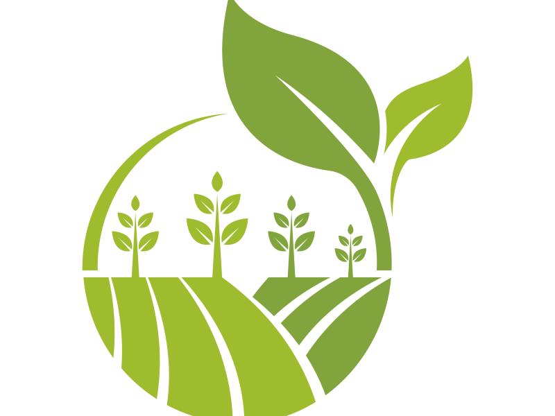 tegnet billedet af grønt korn